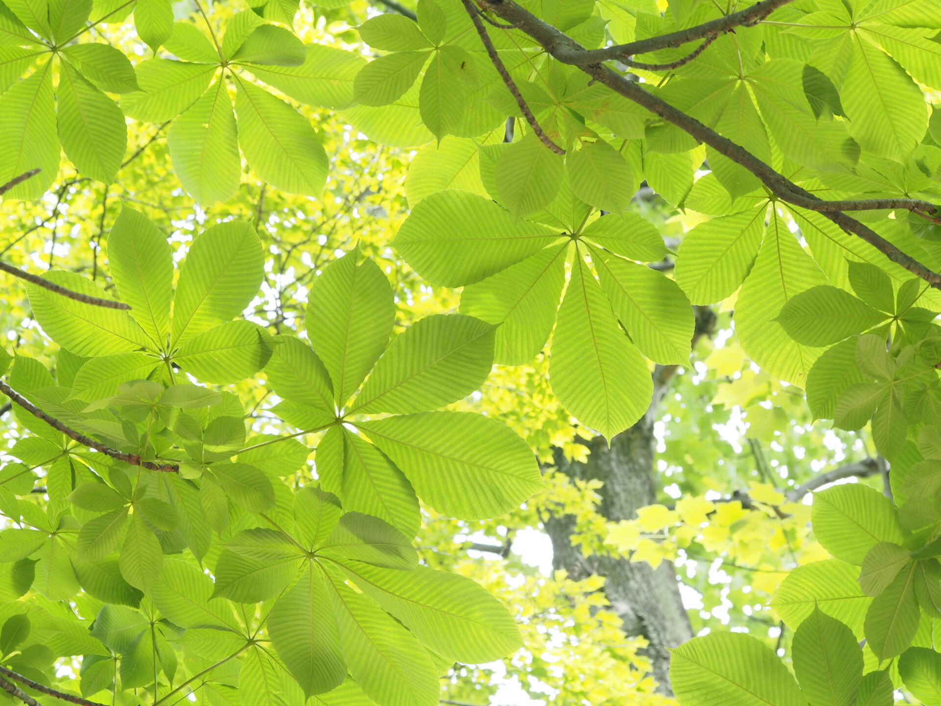 創業100年の企業が、これからの100年を想う「太平の森 白川」設置と林業子会社の新設 | 企業版ふるさと納税